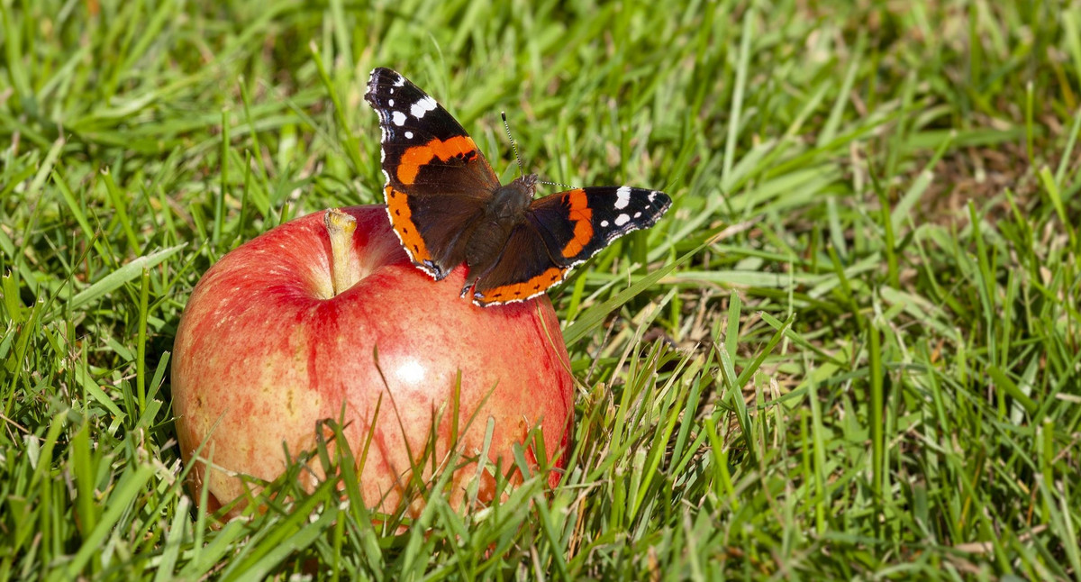 Schmetterling auf Apfel