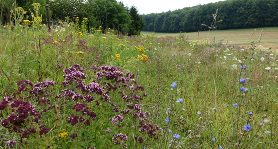 Umsetzung im Bereich Landwirtschaft