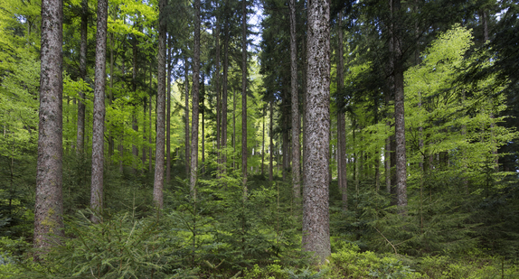 Blick in den Wald