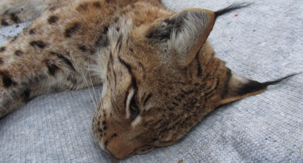 Zweiter Luchs Im Land Mit Senderhalsband Ausgestattet Bonde Es Ist Wichtig Wissenschaftlich Abgesicherte Erkenntnisse Uber Den Luchs Zu Gewinnen Ministerium Fur Landlichen Raum Und Verbraucherschutz Baden Wurttemberg