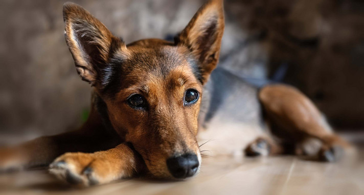 Hund