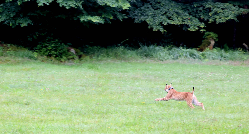 Luchskuder Martin ausgewildert