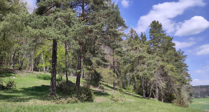 Forst Waldnaturschutzkonzeption Modul 3 Waldrand mit schützenswerten Pflanzen