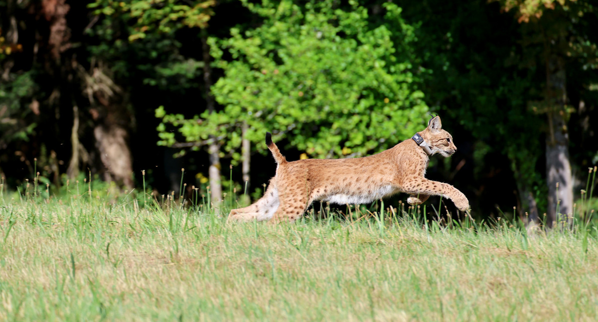 Zwei weitere Luchse im Schwarzwald ausgewildert