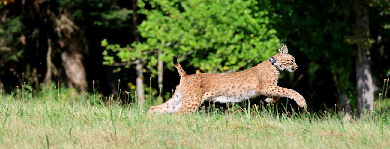 Zwei weitere Luchse im Schwarzwald ausgewildert