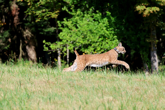 Zwei weitere Luchse im Schwarzwald ausgewildert