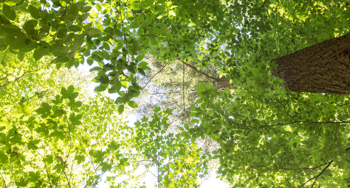 Mischwald 