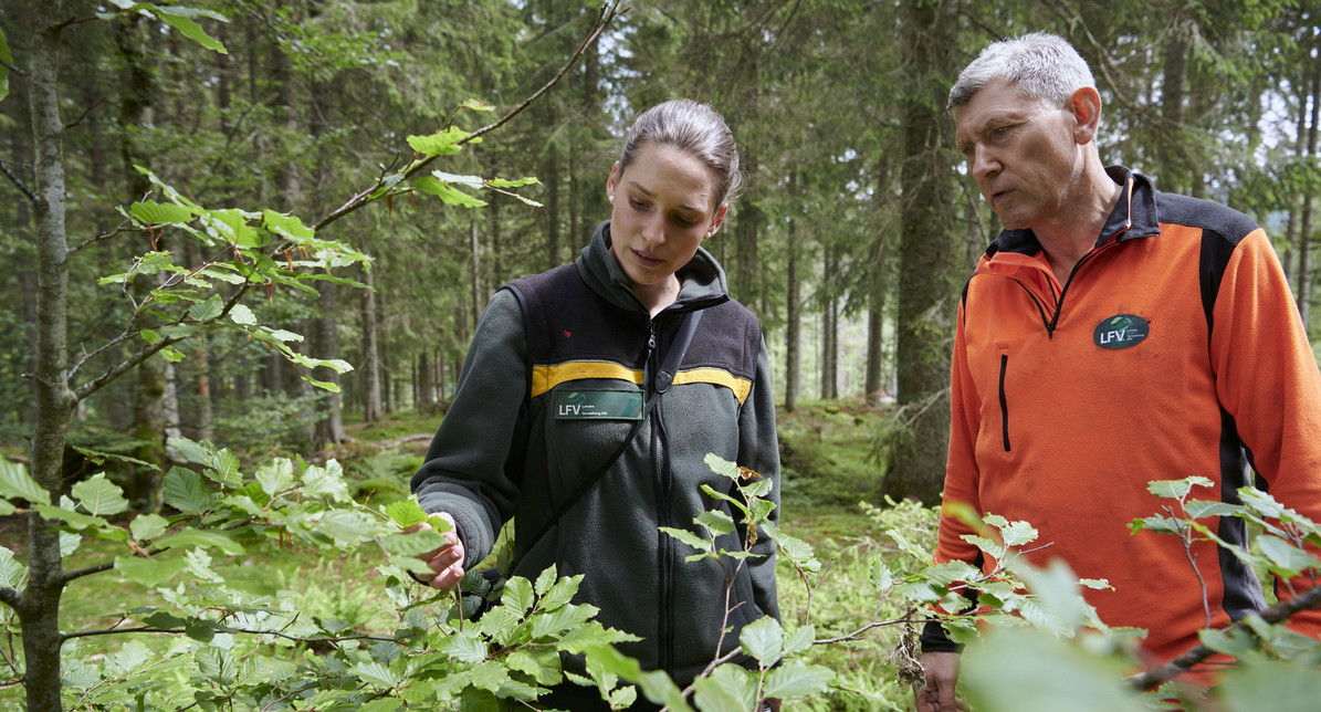 Die Mischung der Baumarten macht den Wald stabil.