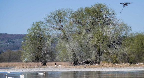 Erster Drohnen-Testflug zum Kormoranmanagement am Bodensee 