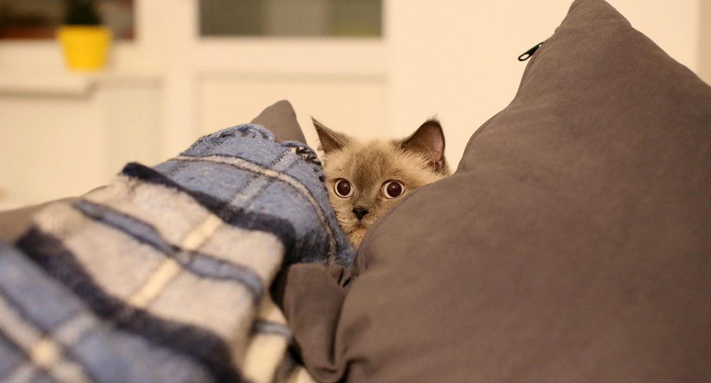 Tiere bei Silvester-Feuerwerk nicht alleine lassen