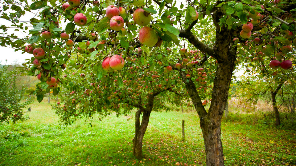 Streuobstwiese