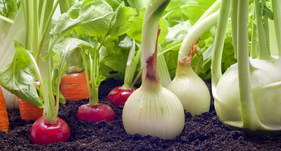 Zwiebeln und Radieschen wachsen im Garten