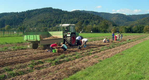 Kinder helfen bei der Kartoffelernte mit.