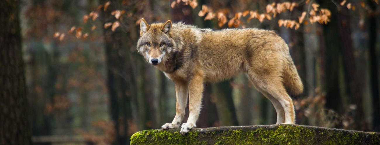 Gray,Wolf,Or,Grey,Wolf,(canis,Lupus),In,Europe