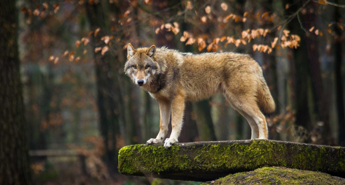 Gray,Wolf,Or,Grey,Wolf,(canis,Lupus),In,Europe