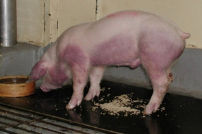 Blaufärbung bzw. Rötung der Haut, v. a. an Ohren, Gliedmaßen und Unterbauch