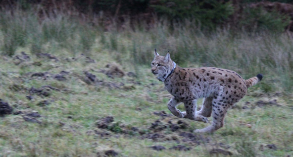 Luchs Reinhold