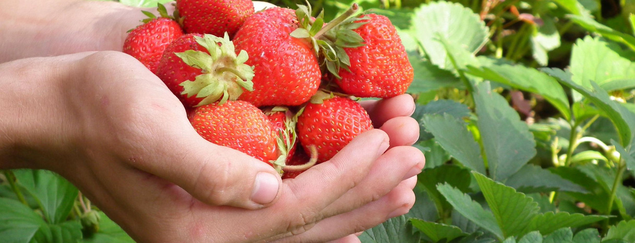 Erdbeeren auf einer Hand