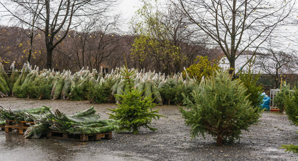 Weihnachtsbaumverkauf