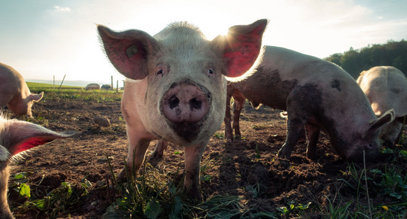 Schwein