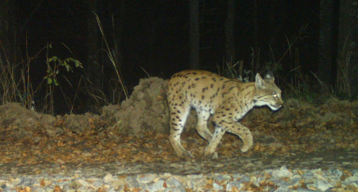 Luchs durchstreift den Wald