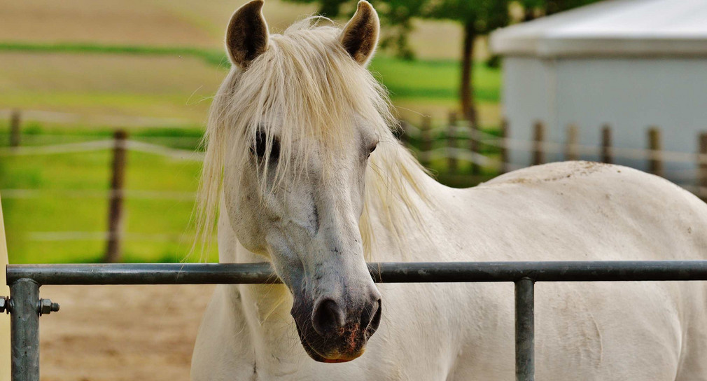 Landwirtschaft Staatssekretärin Sabine Kurtz MdL beim traditionellen Öhringer Pferdemarkt