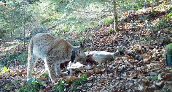 Luchs Verena