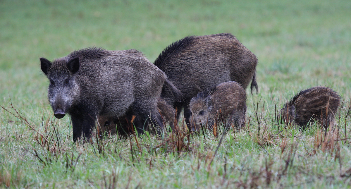 Wildschweine