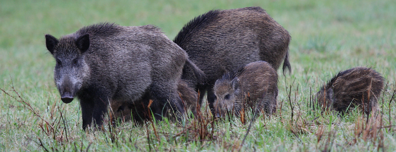 Wildschweine