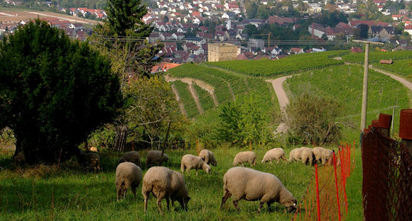 Förderung in der Flurneuordnung