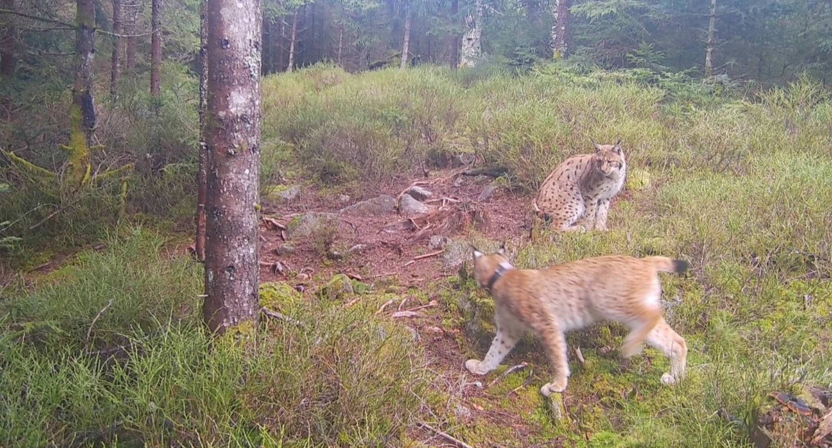 Faszinierende Bilder vom Luchs