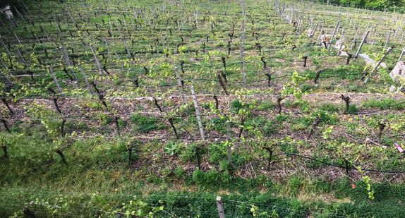  Weinbau Steilllagen