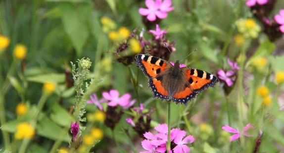 Schmetterlink auf Blüten zu sehen, Thema Biodiversität Coverbild für Veranstaltung