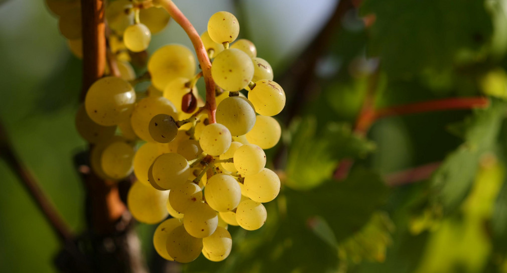 Landwirtschaft Förderprogramm Mehrgefahrenversicherung wird um Hagelrisiko und Hopfenbau erweitert Weintrauben