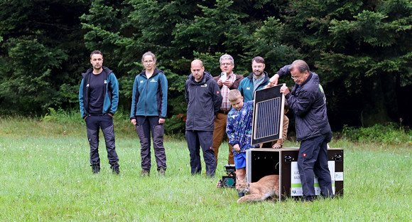 Luchskuder Martin ausgewildert
