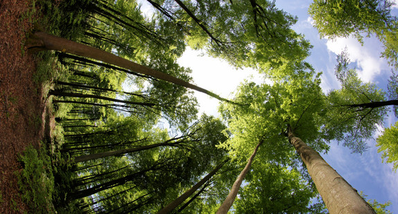 Wald Blick nach oben