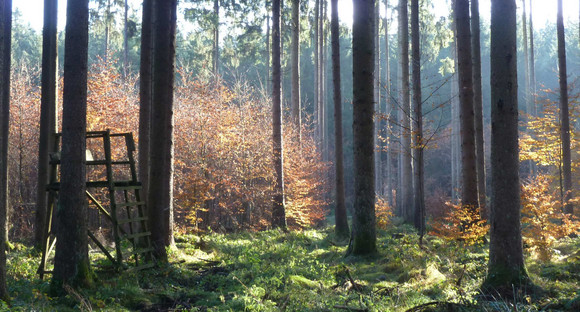 Wildtiere und Jagd