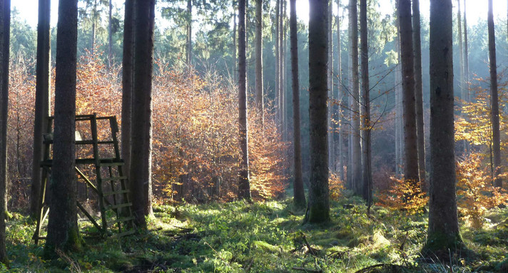 Wildtiere und Jagd