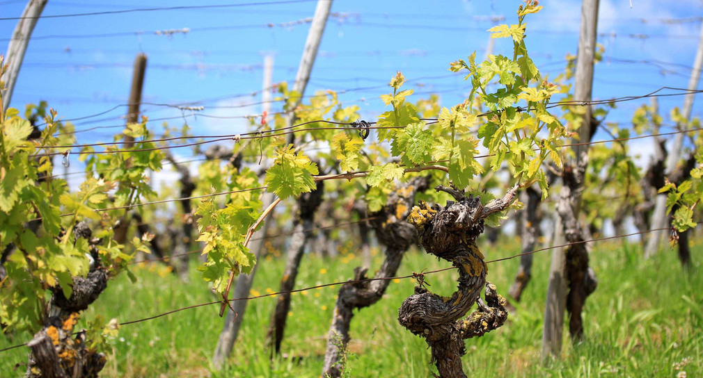 Weinreben im Frühling