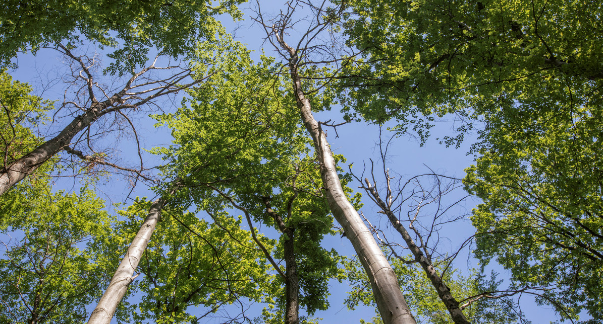 Kaum mehr belaubte Buchen-Baumkronen sind oft deutliches Zeichen für den Absterbeprozess aufgrund von Hitze und Trockenheit.