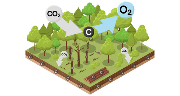 LULUCF Forstwirtschaft LULUCF Forstwirtschaft