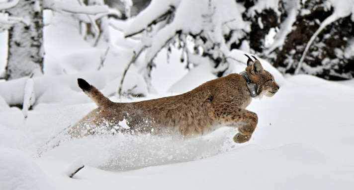 Weiblicher Luchs Finja auf dem Weg in ihre neue Heimat, den Nordschwarzwald