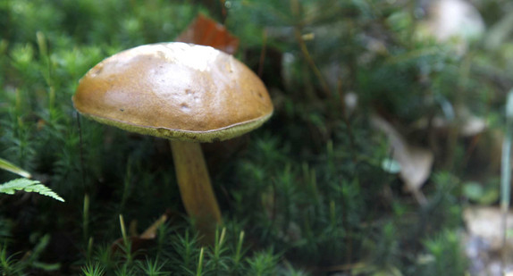 Pilze im Wald
