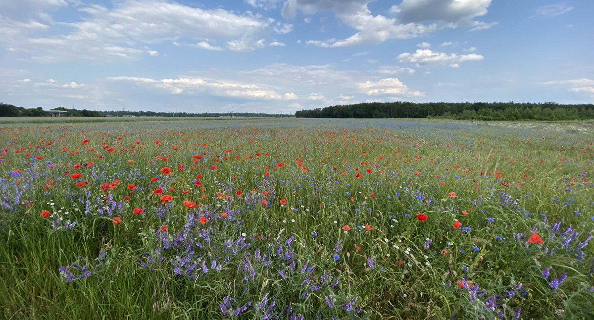 Netzwerk Biodiversitätsstärkungsgesetz