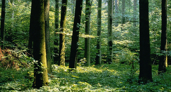 Altholz