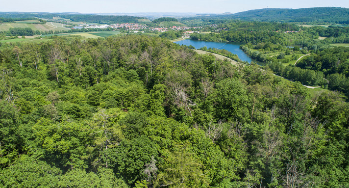 Mischwald von oben