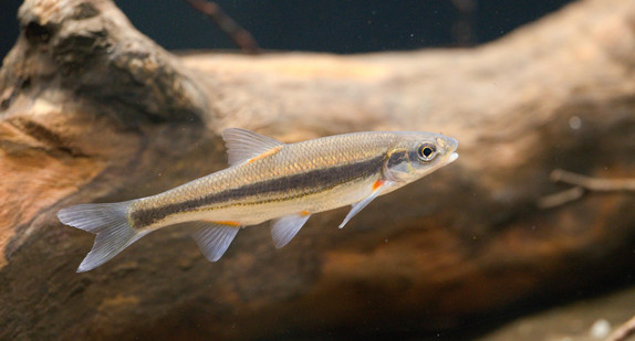 gefährdete FFH-Fischart Strömer 