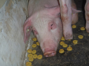 Blaufärbung bzw. Rötung der Haut, v. a. an Ohren, Gliedmaßen und Unterbauch