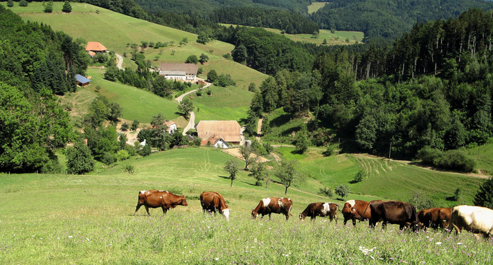 Kuhweide