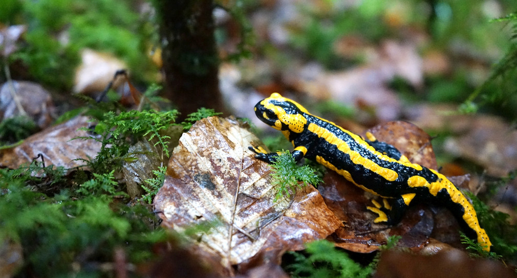 Feuersalamander